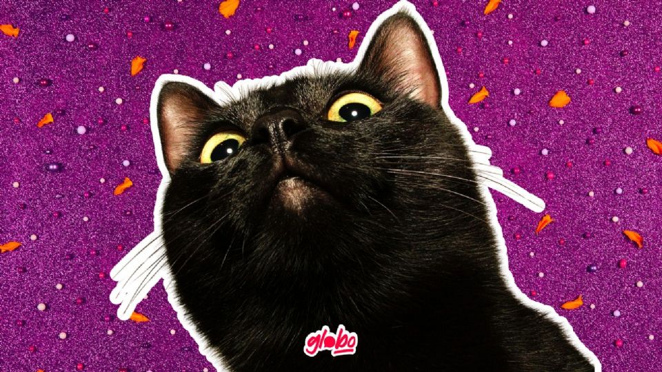 ¿Qué tiene de especial un gato negro?