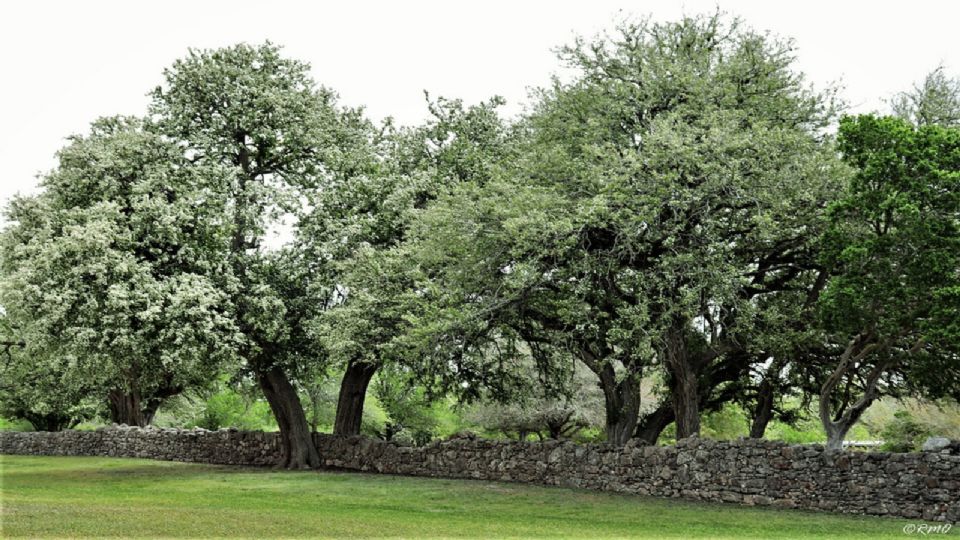 Hay árboles que son perfectos para sembrar en tu patio ya que no dañan tu pared y crece rápido.