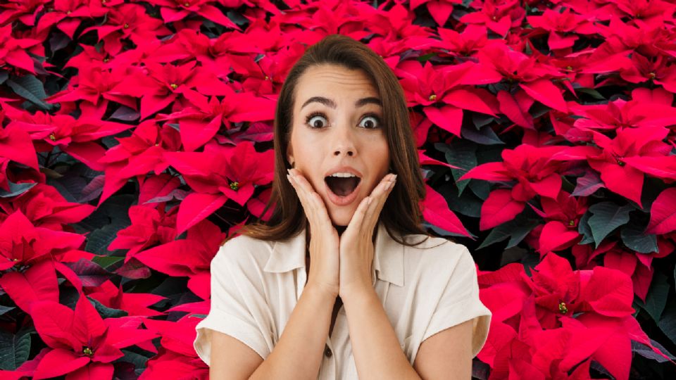 Esto es todo lo que tienes que saber del Festival de la Flor de Nochebuena 2024 en CDMX.