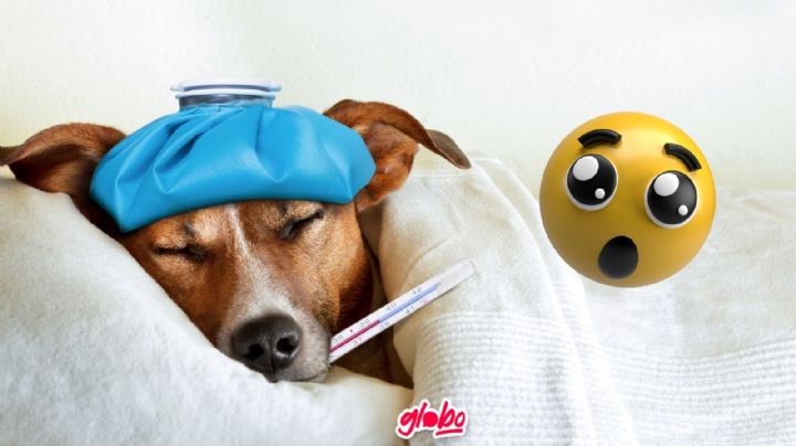 Virus tipo COVID: La enfermedad que está afectando a los perros llegó a México