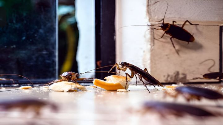 Cómo eliminar las cucarachas de tu hogar usando esta fruta