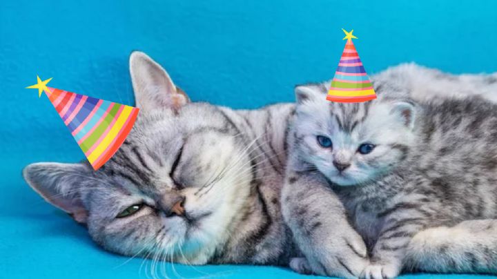Conoce la forma de calcular la edad de tu gato en años humano