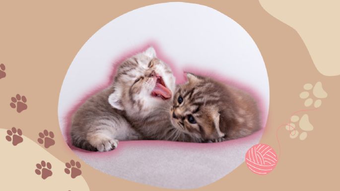 Descubre las razones por la que tu gato se lame todo el tiempo, según expertos