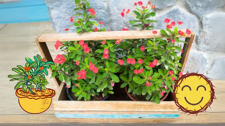 Cuál es el mejor lugar para colocar la Corona de Cristo y que estalle de flores rojas