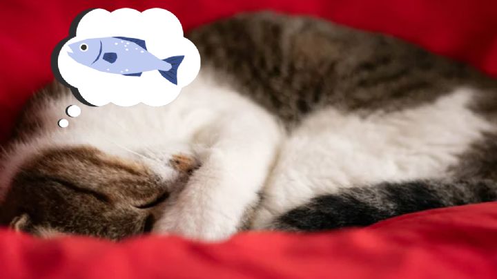 Descubre los motivos por el que los gatos duermen muchas horas