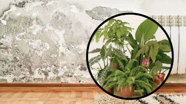 Las plantas de interior ‘mágicas’ que te ayudan a proteger tu hogar del moho y la humedad