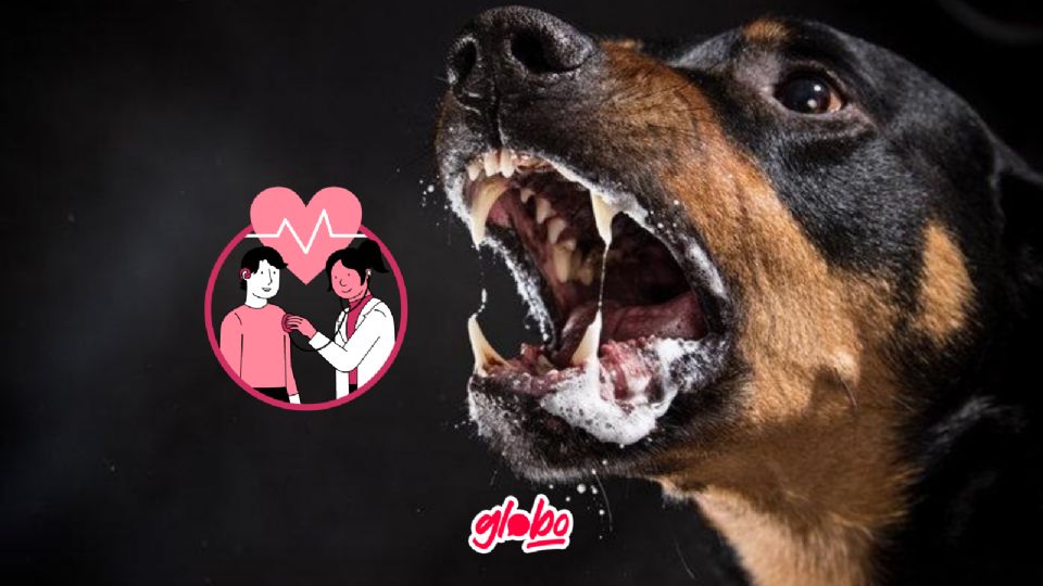 Este es el virus responsable del padecimiento que afecta principalmente a los perros, pero puede ser mortal si contagia a una persona.