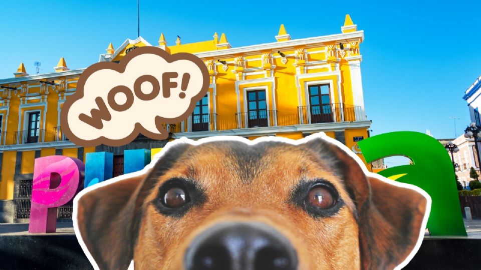 Video viral del Perrito más Chismoso de Puebla.