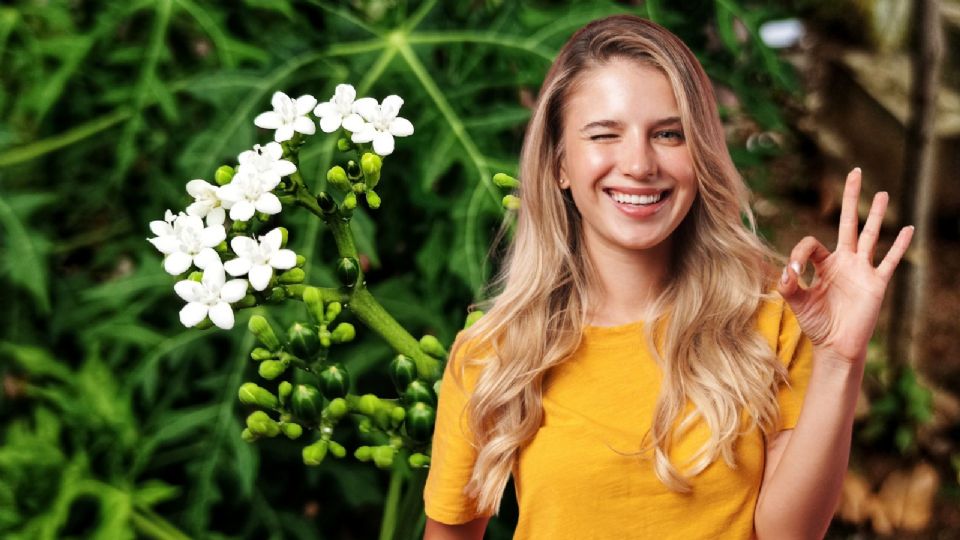 ¿Qué es la chaya y cómo combate la diabetes?