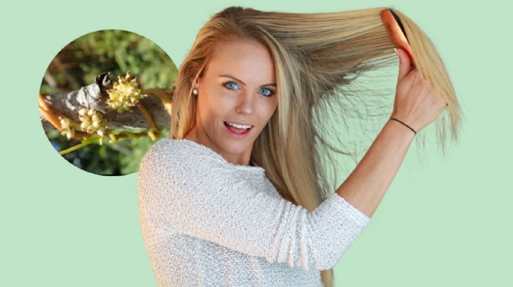 ¿Cómo detener la caída del cabello? Esta es la hierba medicinal que fortalece tu pelo