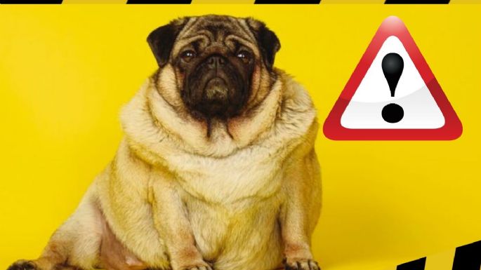 ¿Cómo prevenir el sobrepeso en tu perro o gato? Controla así la alimentación de tu mascota