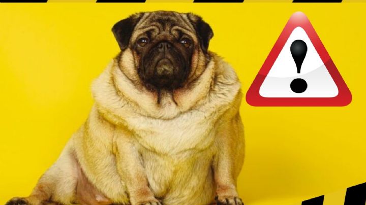 ¿Cómo prevenir el sobrepeso en tu perro o gato? Controla así la alimentación de tu mascota