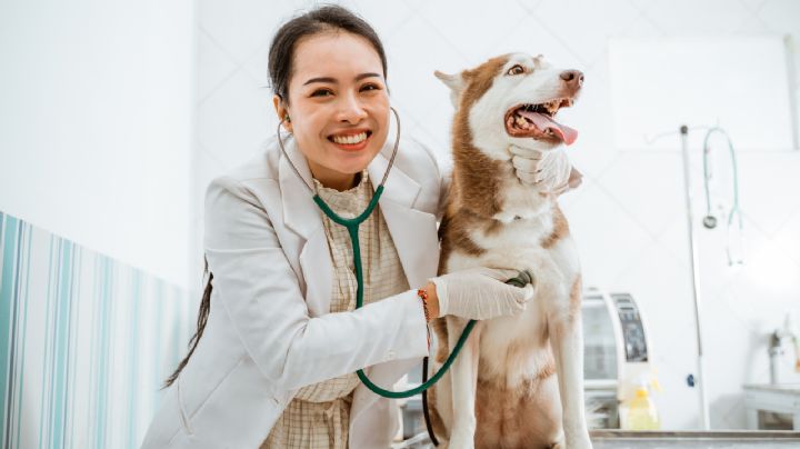 ¿Qué hacer si tu perro o gato se intoxica? Causas, síntomas y tratamientos