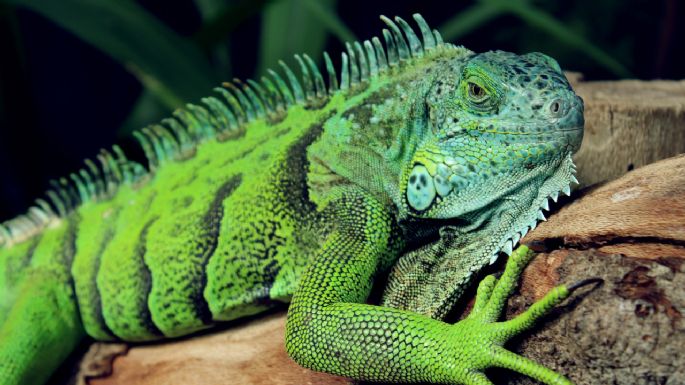 Iguanas como mascotas: ¿Cuántos años viven, se necesita permiso, cómo educarlas y qué necesitan?