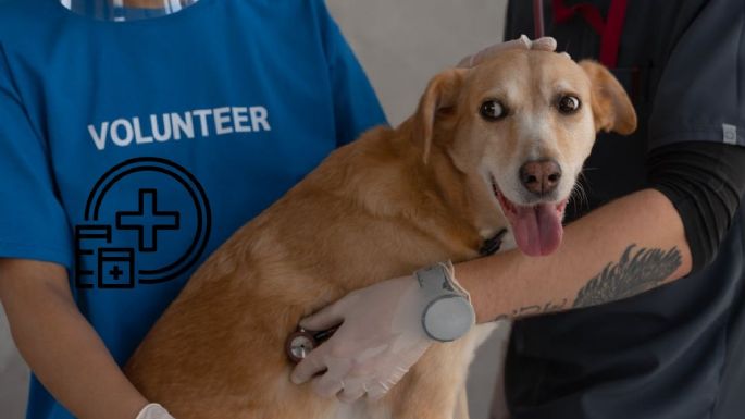 ¿Qué debes hacer si tu perro se está ahogando? Así puedes salvar la vida de tu lomito