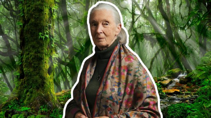 Muere Jane Goodall: ¿Qué es ser etóloga y por qué fue importante para la teoría de la evolución?