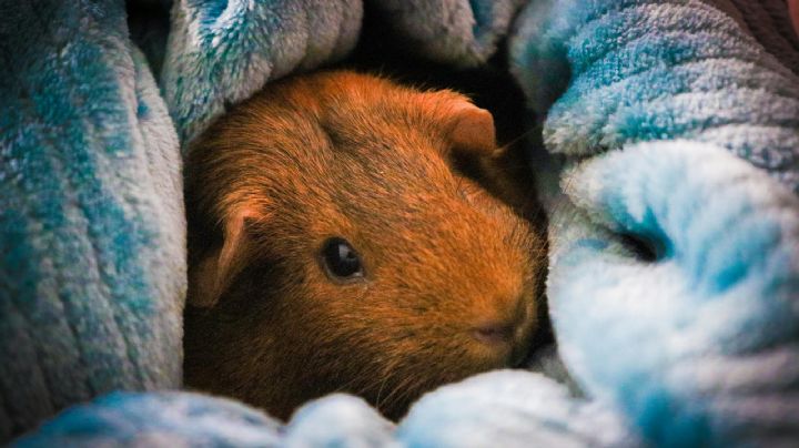 ¿Por qué es recomendable tener un cuyo o cobaya como mascota? Ventajas y desventajas