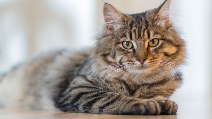 ¿Por qué no debes quitarle las uñas a los gatos? Desventajas de la desungulación