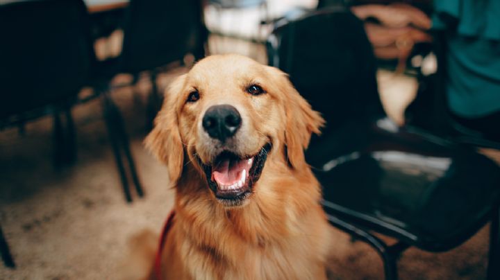 5 cosas que le haces a tu perro porque crees que le gustan y en realidad le molestan