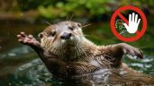 Foto ilustrativa de la nota titulada: ¿Se puede tener una nutria como mascota? Conoce si es legal tener en casa a estos animalitos