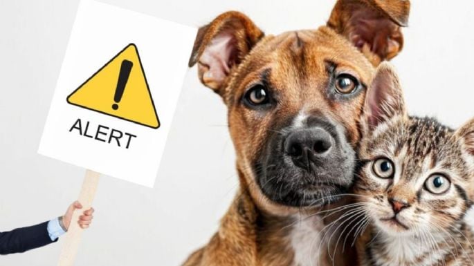 ¿Tu perra o tu gata puede seguir teniendo síntomas de estar en celo si está esterilizada?