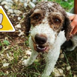 ¿Por qué tu perro se come su popó? Conoce qué es la Coprofagia y qué hacer si ingiere sus heces