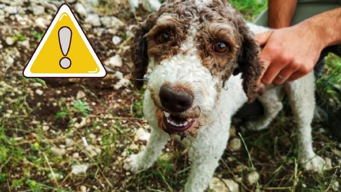 ¿Por qué tu perro se come su popó? Conoce qué es la Coprofagia y qué hacer si ingiere sus heces