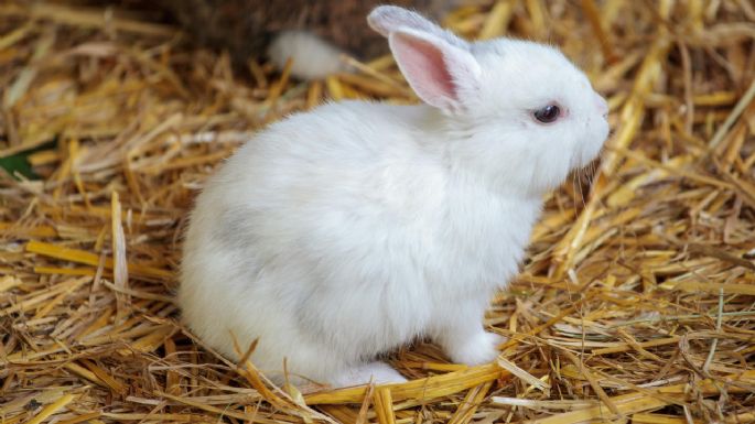 ¿Cuántos años vive un conejo como mascota? Este es su promedio de vida