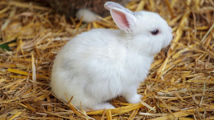 ¿Cuántos años vive un conejo como mascota? Este es su promedio de vida