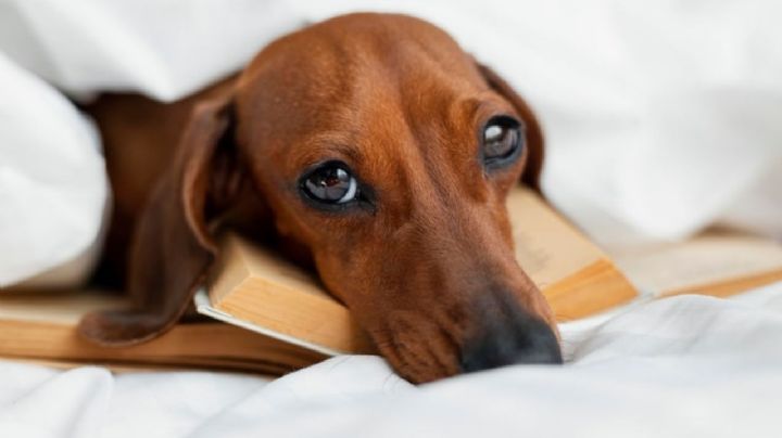 ¿Cómo afecta el aburrimiento a la salud y comportamientos de tu mascota? Esto dicen expertos