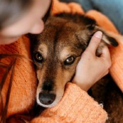 ¿Cuáles son las enfermedades más comunes en perros en invierno?