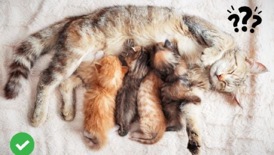 ¿Cuándo debo esterilizar a mi gata después de tener gatitos? Este es el tiempo recomendado
