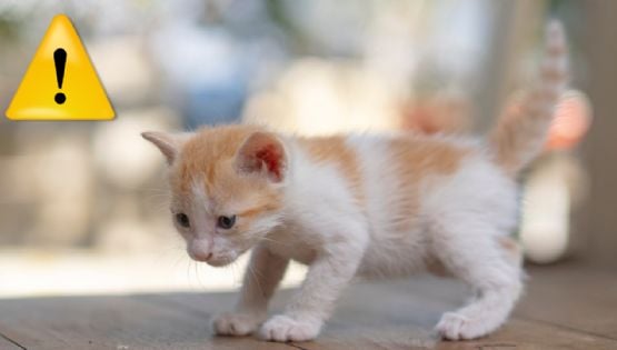 ¿Cómo diferenciar los maullidos de un gato? Esto significan los sonidos de tu michi