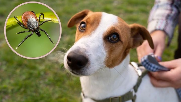 ¿Tu perro tiene pulgas? Conoce 6 remedios caseros para librarlo de estos parásitos