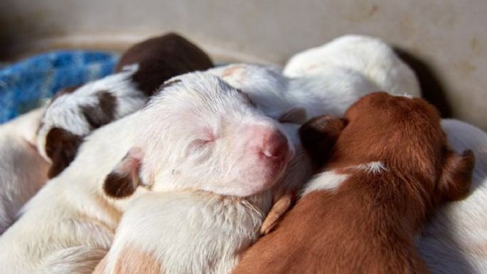 ¿Por qué tu perrita no quiere alimentar a sus cachorros? Te decimos las causas y qué debes hacer