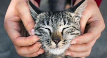 ¿Cómo cuidar de tu gato para que viva más años? Te damos algunos consejos clave