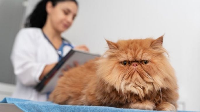 ¿Por qué tu gato tiene partes sin pelo? Conoce las causas, soluciones y cómo prevenirlo