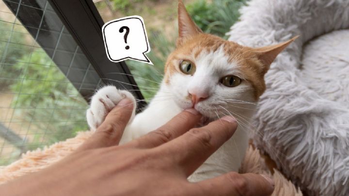 ¿Por qué los gatos te muerden cuando los acaricias? Las causas no siempre son negativas