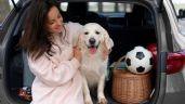 Foto ilustrativa de la nota titulada: ¿Cómo viajar en auto con tu perro o gato? Consejos para un traslado seguro de tu mascota