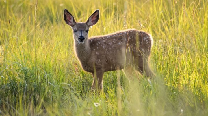 La enfermedad del ciervo zombie, el nuevo virus que pone en alerta a las autoridades de salud