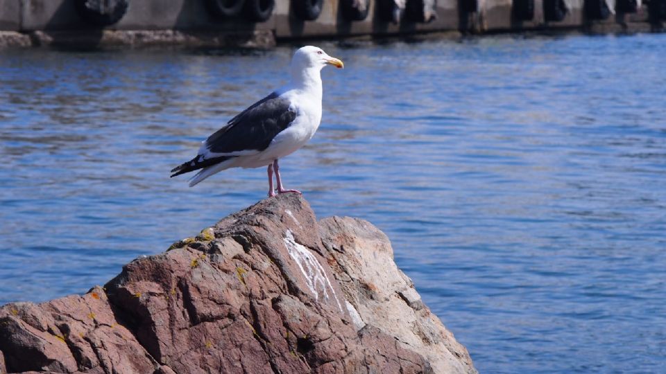 Lele Pons protagonizó gracioso momento al ser atacada por una gaviota