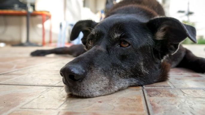 ¿Qué debes hacer si encuentras a un perro perdido o abandonado este inicio de año?