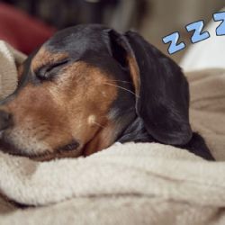 Estas son las 10 razas más flojas y perezosas de perros, ¿tienes uno de estos lomitos?