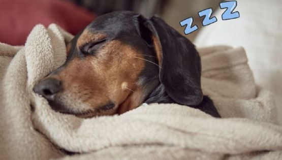 Estas son las 10 razas más flojas y perezosas de perros, ¿tienes uno de estos lomitos?