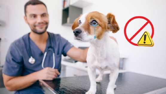 ¿Por qué no hay que cortarle la cola y orejas a los perros? Las consecuencias de esta práctica