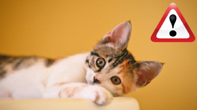 ¿Por qué tu gato maúlla mucho? Cuidado, podría ser por estrés o problemas de salud