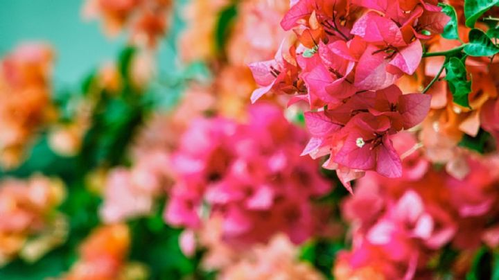 Trucos infalibles para cambiar el color de tus suculentas sin dañarlas