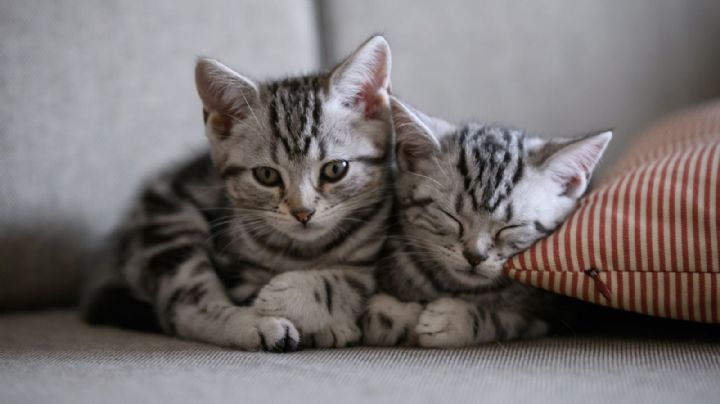 Gatito sorprende al ayudar a sus dueños a limpiar los frijoles | Video