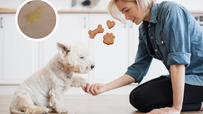 Los mejores consejos para que tu perro haga pipí en el mismo lugar