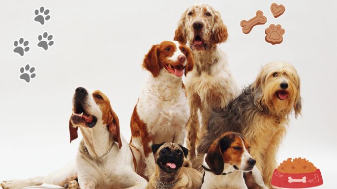 ¿Cuáles son las razas de perros menos inteligentes?